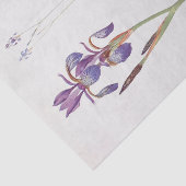 William DykesによるIris SibiricaとIris Orientalis 薄葉紙 (詳細)