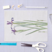 William DykesによるIris StintenisiiとIris Spuria 薄葉紙 (クラフト)