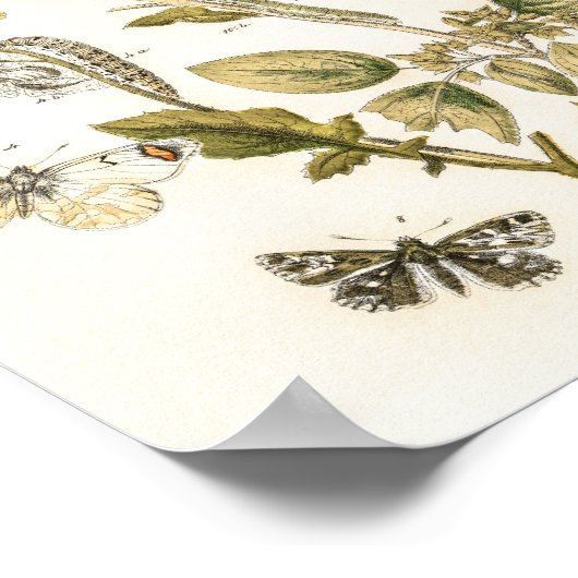 William Forsell Kirby Chours and Moths ポスター (角)