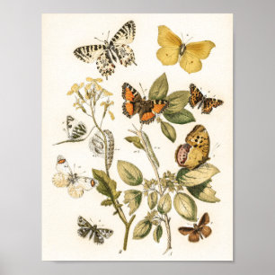 William Forsell Kirby Chours and Moths ポスター