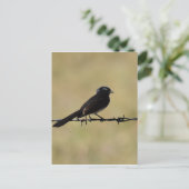 WILLIE WAGTAIL ON FENCE QUEENSLAND AUSTRALIA ポストカード (スタンド正面)
