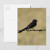 WILLIE WAGTAIL ON FENCE QUEENSLAND AUSTRALIA ポストカード (正面/裏面)