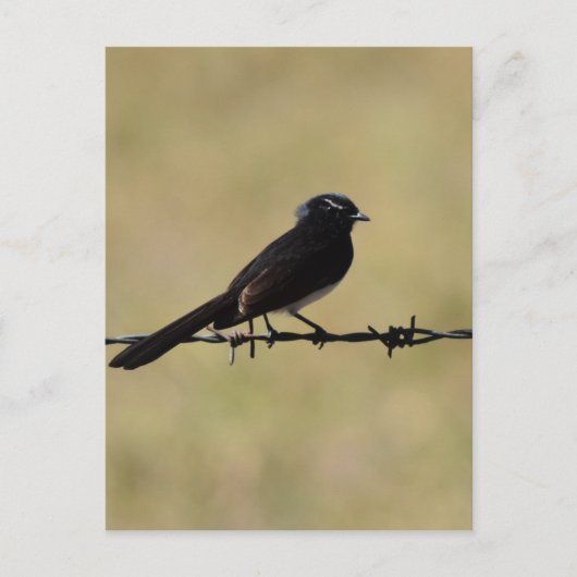 WILLIE WAGTAIL ON FENCE QUEENSLAND AUSTRALIA ポストカード (正面)