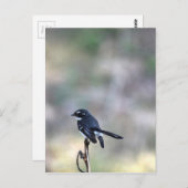 WILLIE WAGTAIL RURAL QUEENSLAND AUSTRALIA ポストカード (正面/裏面)