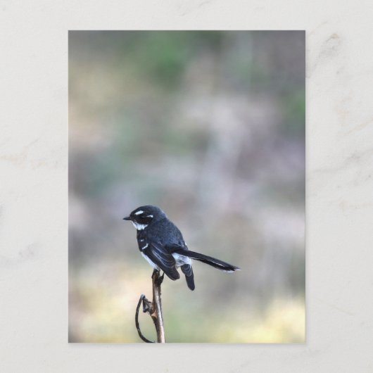 WILLIE WAGTAIL RURAL QUEENSLAND AUSTRALIA ポストカード (正面)