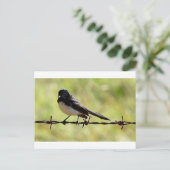 WILLIE WAGTAIL RURAL QUEENSLAND AUSTRALIA ポストカード (スタンド正面)