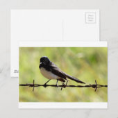 WILLIE WAGTAIL RURAL QUEENSLAND AUSTRALIA ポストカード (正面/裏面)