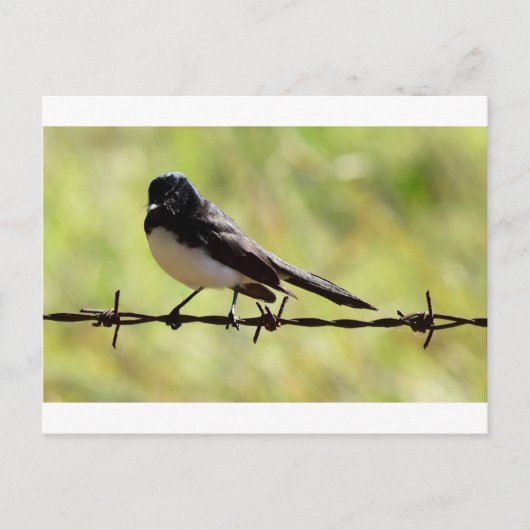 WILLIE WAGTAIL RURAL QUEENSLAND AUSTRALIA ポストカード (正面)