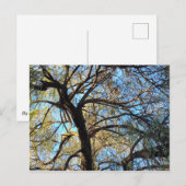 Willow Tree Postcard ポストカード (正面/裏面)