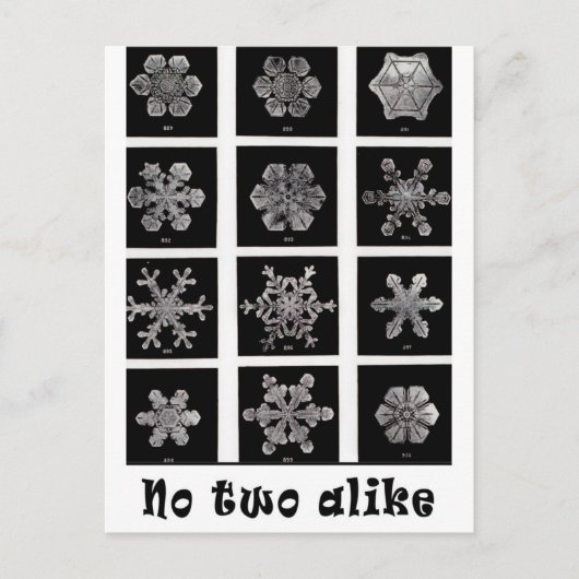 Wilson Bentley's Snowflakes, 1902 ポストカード (正面)