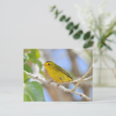 Wilson's Warblerフォトポストカード ポストカード (スタンド正面)