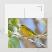 Wilson's Warblerフォトポストカード ポストカード (正面/裏面)