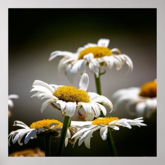 Wilted ポスター (正面)