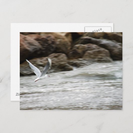 Wind Masterはがき ポストカード (正面/裏面)