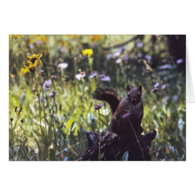 Wind_River_Range_Chickaree (正面横)