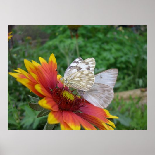 Wings of Grace (4)ポスター ポスター (正面)