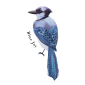 Winter Birds Educational Poster ポスター