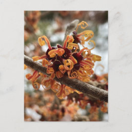 Winter Fire Holiday Postcard ポストカード