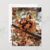 Winter Fire Holiday Postcard ポストカード (正面/裏面)