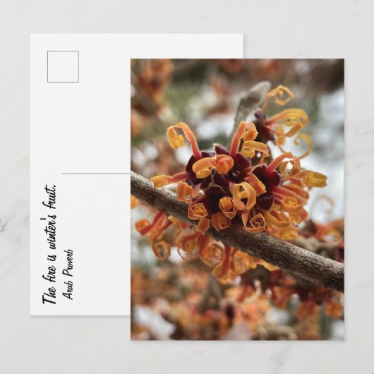 Winter Fire Holiday Postcard ポストカード (正面/裏面)