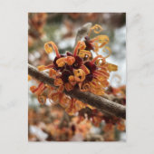 Winter Fire Holiday Postcard ポストカード (正面)