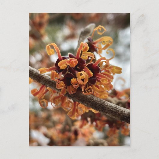 Winter Fire Holiday Postcard ポストカード (正面)