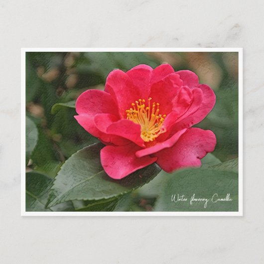 Winter flowering Camellia ポストカード (正面)