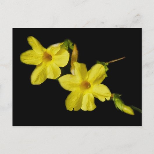 Winter Jasmine Postcard ポストカード (正面)