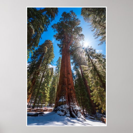Winter Light on the Giant General Sherman ポスター (正面)