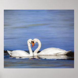 Winter Love Swan Couleポスター ポスター