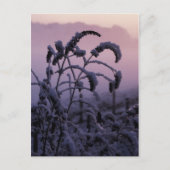 Winter, Norfolk, England – はがき (正面)