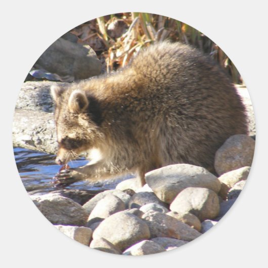 Winter Raccoon ~シール ラウンドシール (正面)