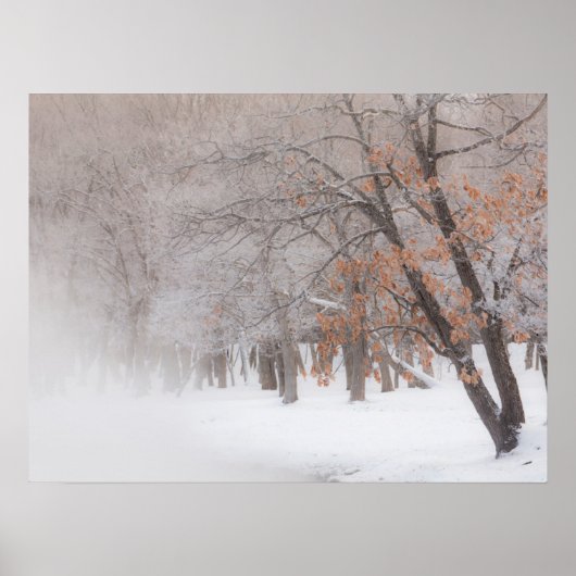 Winter Snow | Lake Kussharo ポスター (正面)