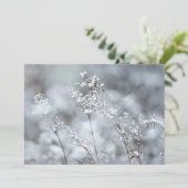 Winter Softness, snowy シーズンカード (スタンド正面)