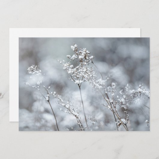 Winter Softness, snowy シーズンカード (正面/裏面)