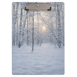 Winter Sunlight in Quiet Birch Forest クリップボード