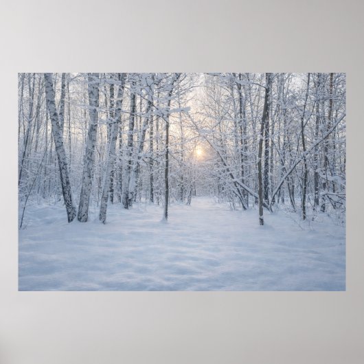 Winter Sunlight in Quiet Birch Forest ポスター (正面)
