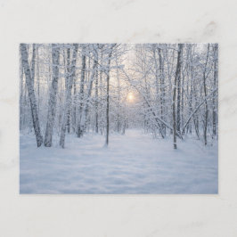 Winter Sunlight in Quiet Birch Forest ポストカード