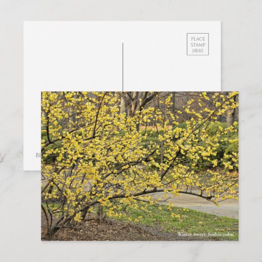 Winter Sweet ポストカード (正面/裏面)