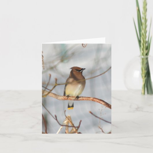 Winter Waxwing Bird Wildlife Photography ノートカード (正面)