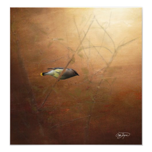 Winter Waxwing Photographic Art - Frame It! フォトプリント (正面)