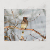 Winter Waxwing Wildlife Nature Photo Personalized ポストカード (正面)