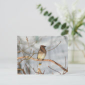 Winter Waxwing Wildlife Nature Photo Personalized ポストカード (スタンド正面)