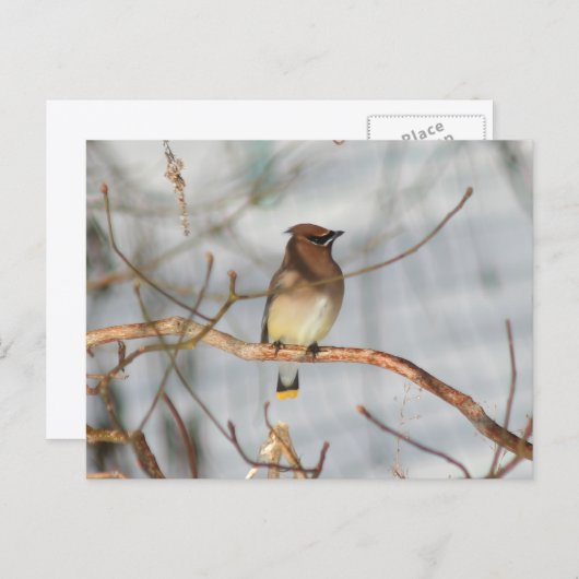 Winter Waxwing Wildlife Nature Photo Personalized ポストカード (正面/裏面)