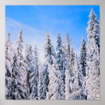Winter Wonderland Pine Trees in Snow ポスター<br><div class="desc">Winter Wonderland Pine Trees in Snow with Blue Sky
This is a beautiful day with blue skies and sparkling crystal snow on tall green pine trees.  Perfect frost on a cool winter day.  It really makes you want to sing a Christmas Carole or hit the ski slopes.</div>