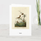 Winter Wren, Rock Wren, Audubon's Birds of America カード (裏面)