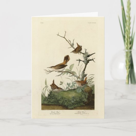 Winter Wren, Rock Wren, Audubon's Birds of America カード (正面)