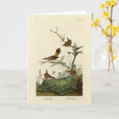 Winter Wren, Rock Wren, Audubon's Birds of America カード (黄色い花)