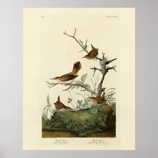 Winter Wren, Rock Wren, Audubon's Birds of America ポスター (正面)