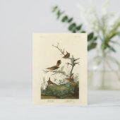 Winter Wren, Rock Wren, Audubon's Birds of America ポストカード (スタンド正面)